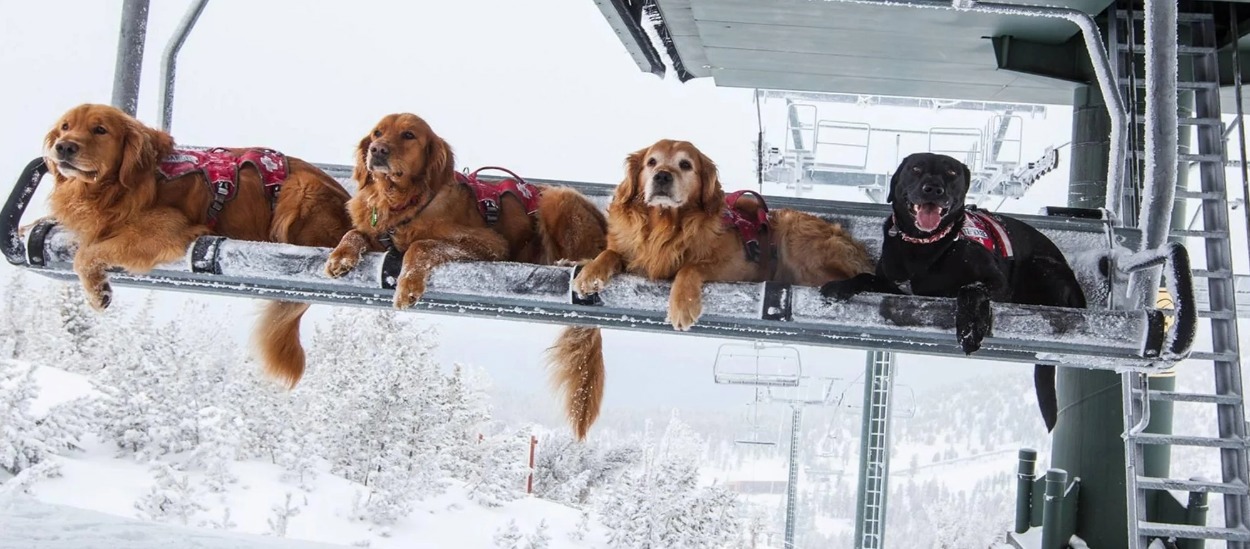 Austrian Lift co's Experiment With Dog Tickets