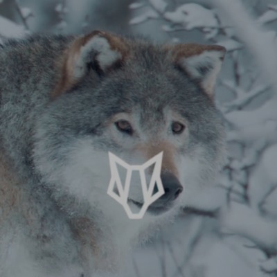 Woolf Merino Expands Reach To U.S. & Canada