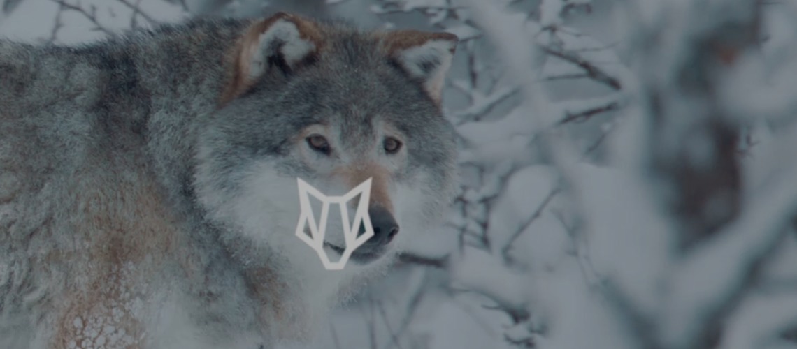 Woolf Merino Expands Reach To U.S. & Canada