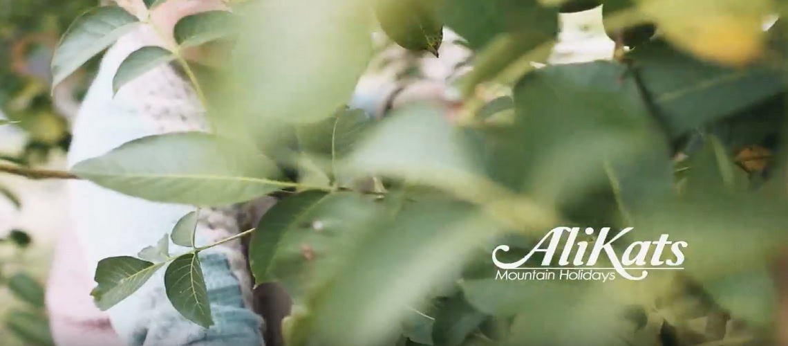 AliKats Launches 'The Eco Package'